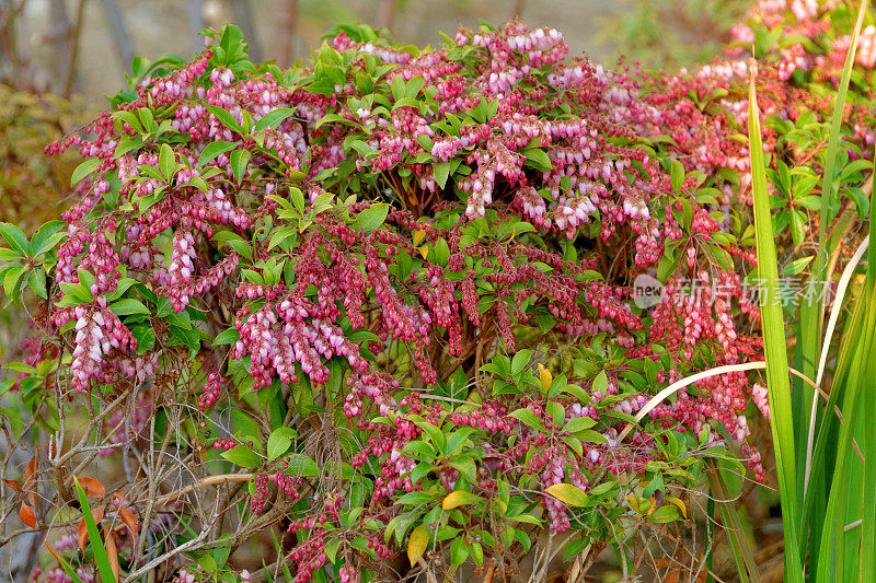 Pieris japonica /日本仙女座菌株